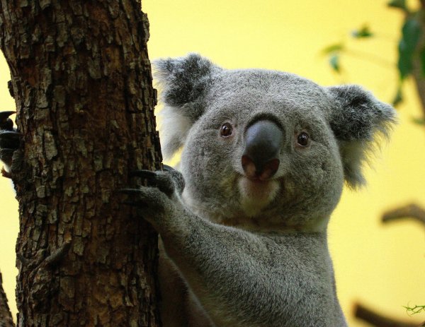 Коала фото