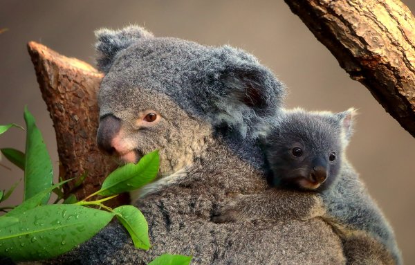 Коала ареал