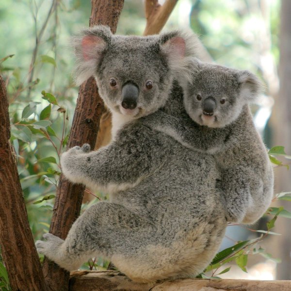 Коала 4к