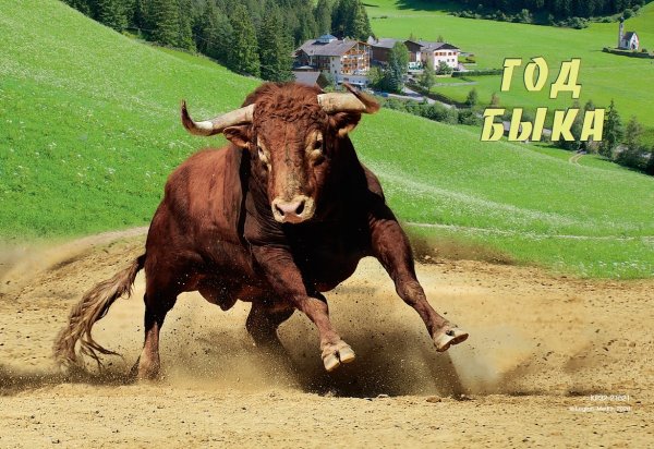 Новый год быка 2021