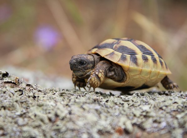Европейские Сухопутные черепахи