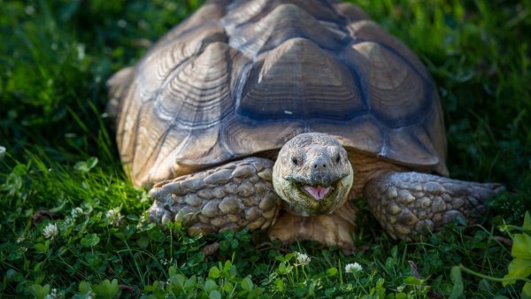 Сухопутная черепаха