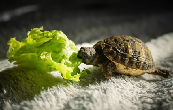 Маленькие Черепашки