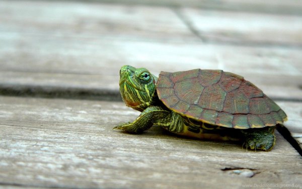 Черепашонок Сесил