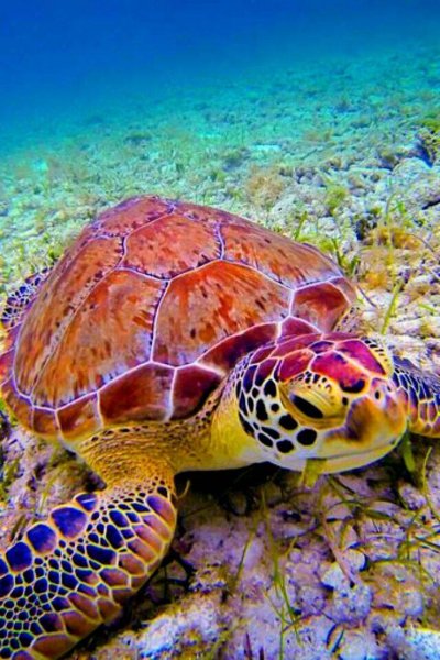 Морская черепаха логгерхед