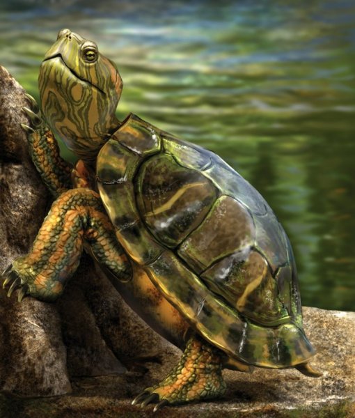 Камиль сен Санс черепахи