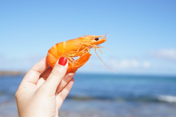 Морские креветки