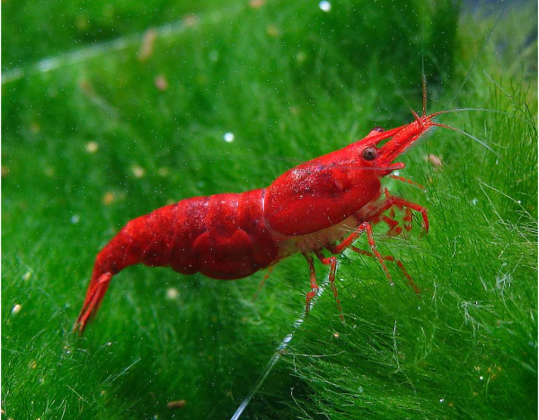 Креветка вишня (Caridina SP)