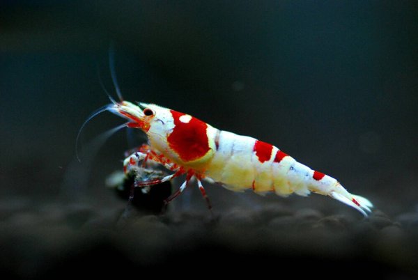 Caridina CF. Cantonensis