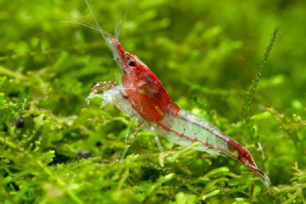 Креветка рили (Neocaridina heteropoda var. Rili)