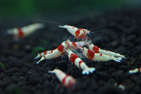 Креветки Королевские аквариумные