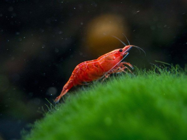 Креветки Neocaridina heteropoda