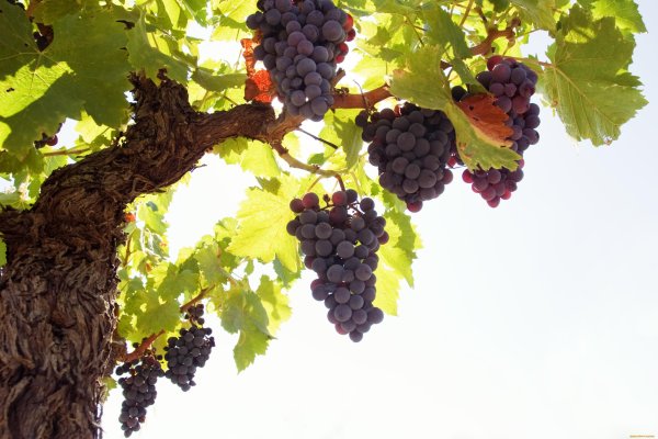 Виноград (Vitis) Regent