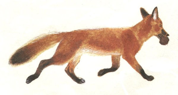 Лисичкин хлеб