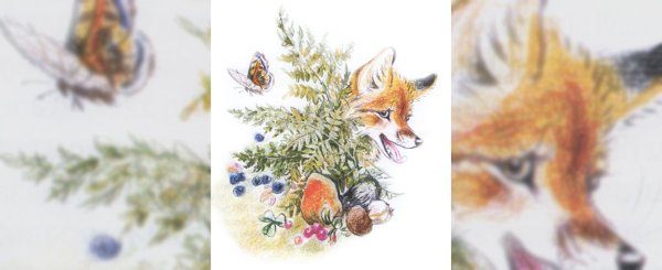 Пришвин Лисичкин хлеб рисунок карандашом