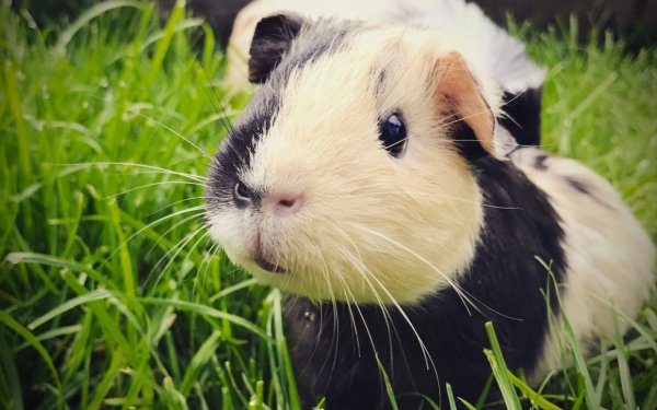 Cavia морская Свинка