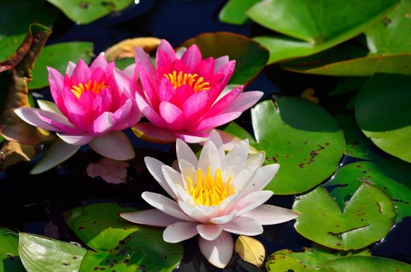 Кувшинка Nymphaea Fabiola