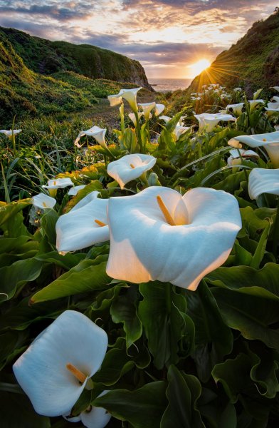 Цветы каллы в калифорнийской долине Calla Lily Valley