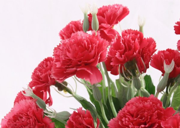 Гвоздика Фэйт