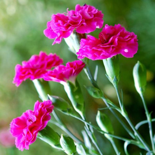 Диантус гвоздика цветок