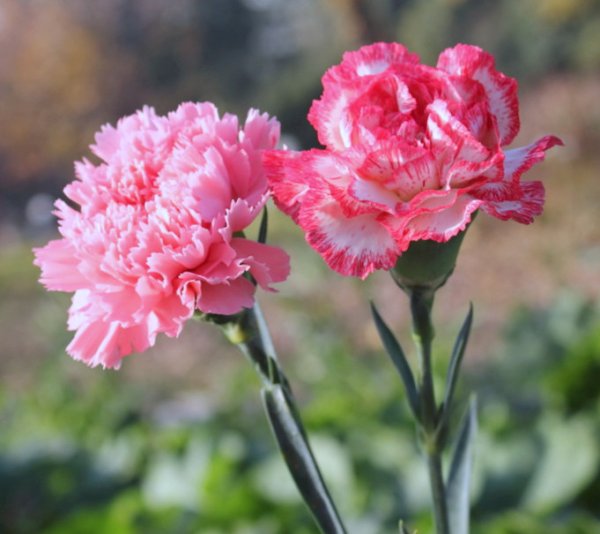 Гвоздика Шабо срезка