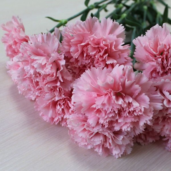 Гвоздика Леге Пинк