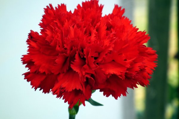 Carnation гвоздика красная