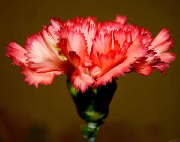 Гвоздика Корал риф