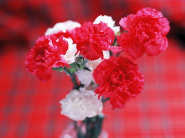Красивые красные гвоздики
