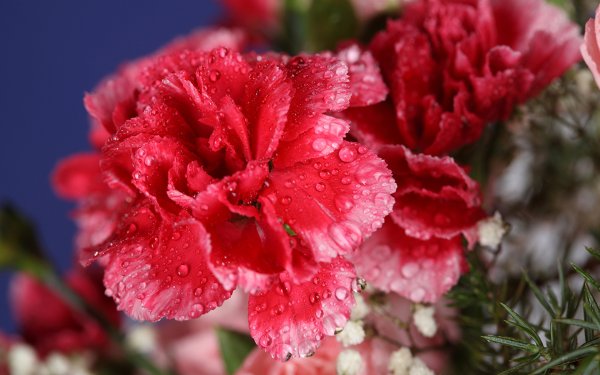 Красивые гвоздики