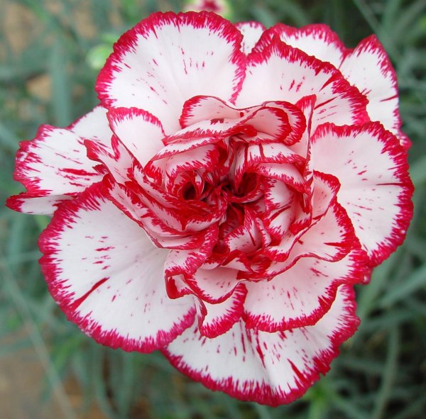 Гвоздика (Dianthus) шоугёрл