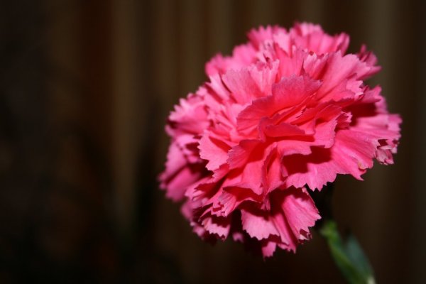 Цветы гвоздика крупноцветная