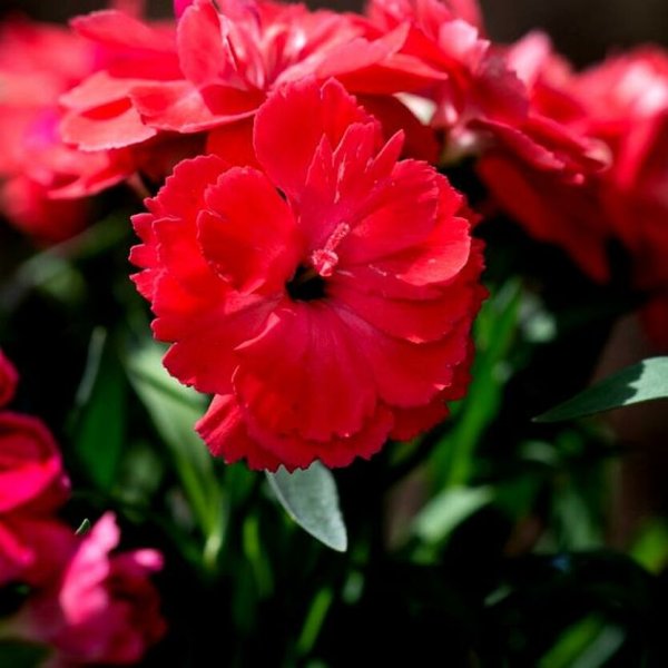 Red Dianthus
