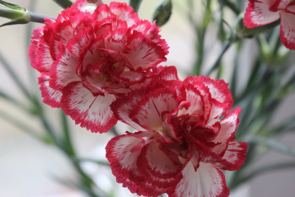 Гвоздика Триумф Маргарет