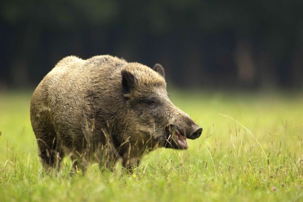 Дикие кабаны» (Wild Hogs)