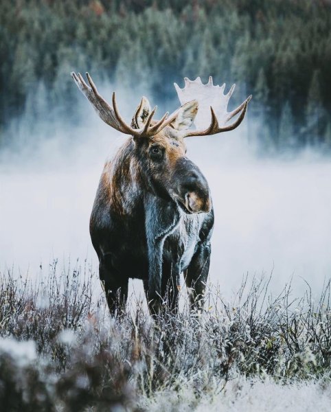 Сохатый Лось