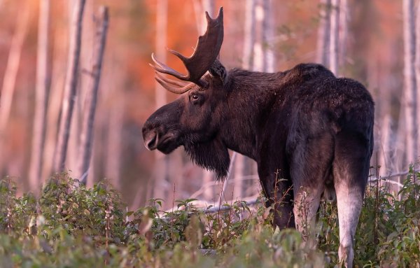 Восточносибирский Лось