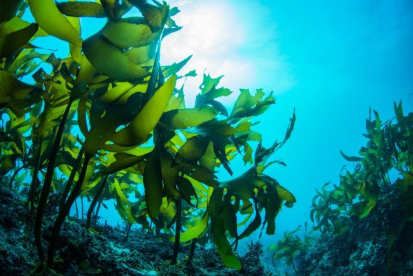 Ламинария и морские водоросли японского моря