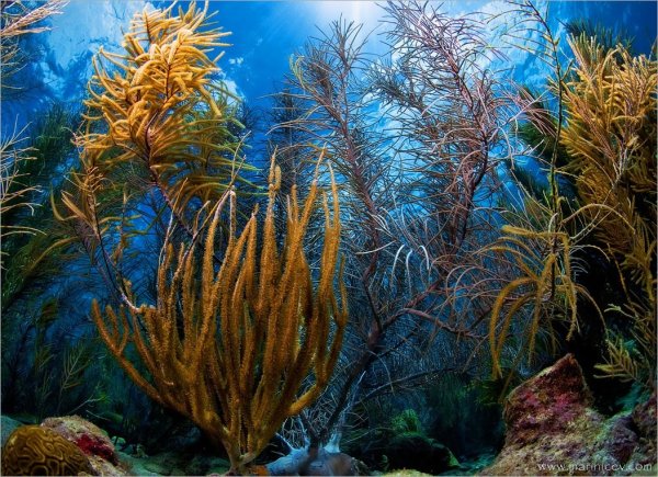 Подводный мир водоросли