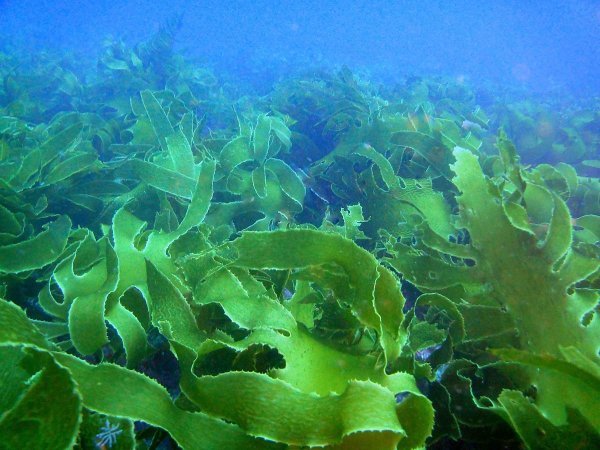 Водоросль морская капуста ламинария