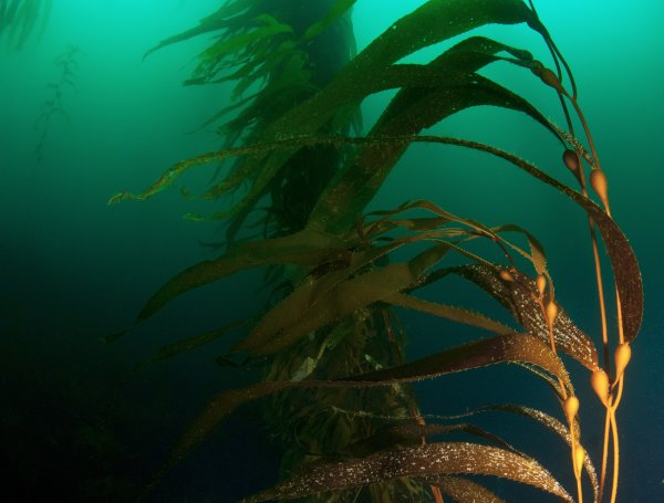 Макроцистис (Macrocystis)