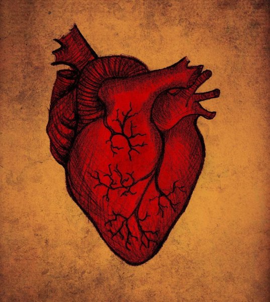 Картинки сердце человеческое (47 фото)