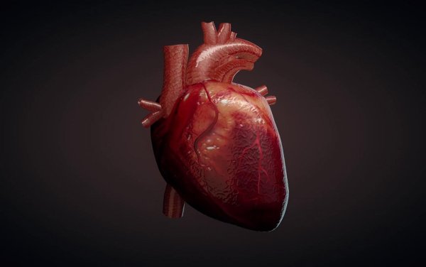 Человеческое сердце рисунок