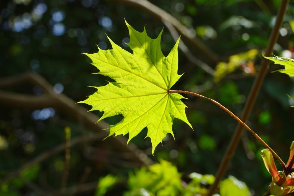 Acer platanoides 'maculatum'