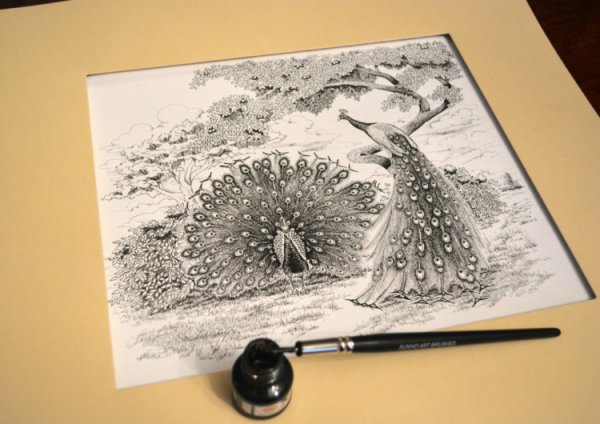 Цветы тушью и пером