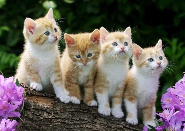 Разноцветные котята