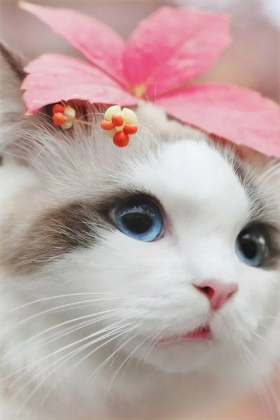 Красивые котята