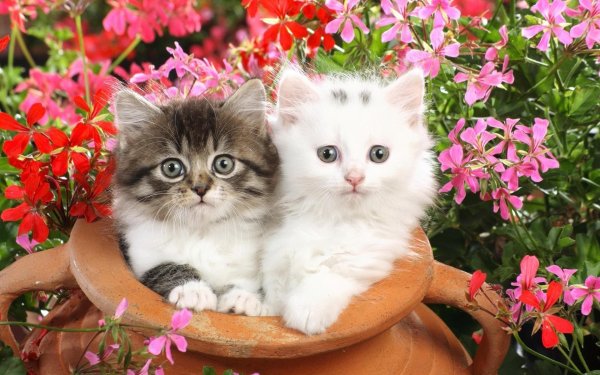 Красивые котятки