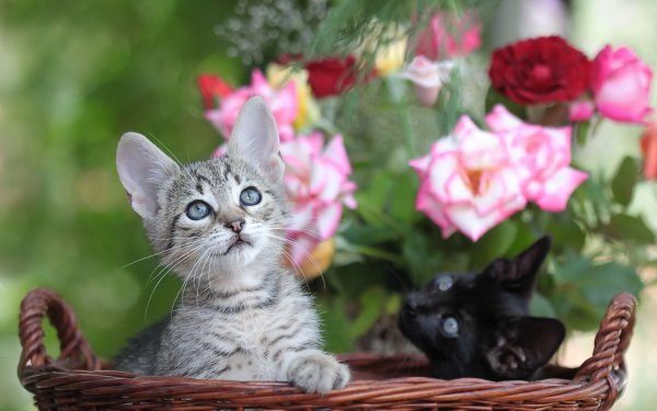 Котенок с цветочком