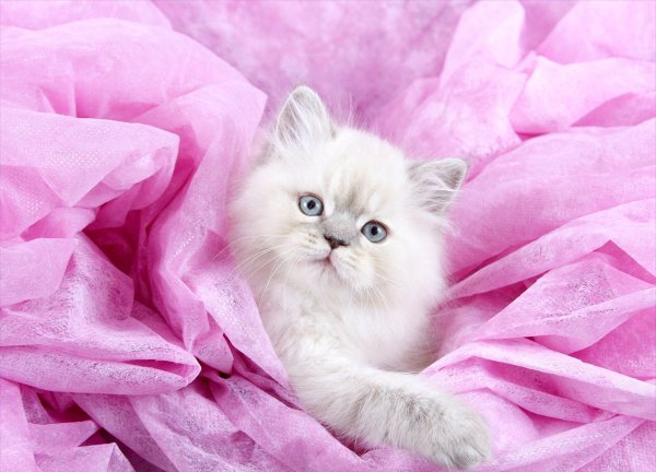 Красивые котики